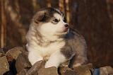 ALASKAN MALAMUTE 601